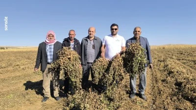 Suru&ccedil;lu &ccedil;ift&ccedil;i alternatif &uuml;r&uuml;n olarak ektiği yer fıstığından iyi sonu&ccedil; aldı