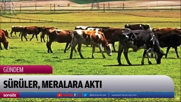 S&uuml;r&uuml;ler, meralara aktı
