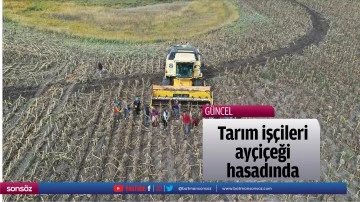 Tarım iş&ccedil;ileri ay&ccedil;i&ccedil;eği hasadında