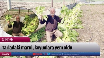 Tarladaki marul, koyunlara yem oldu