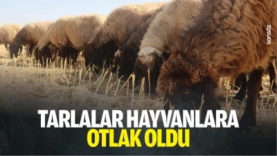 Tarlalar hayvanlara otlak oldu