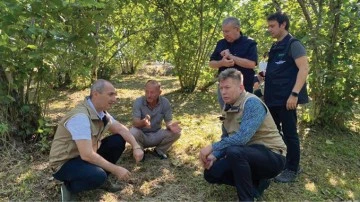 TARSİM heyeti, fındık hasarlarını inceledi
