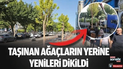 Taşınan ağa&ccedil;ların yerine yenileri dikildi
