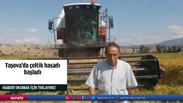 Taşova&rsquo;da &ccedil;eltik hasadı başladı