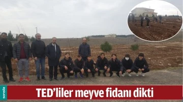 TED&rsquo;LİLER MEYVE FİDANI DİKTİ