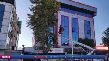 Tehlike oluşturan ağa&ccedil;larla ilgili tedbirleri artırdı
