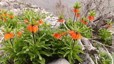 Ters laleler a&ccedil;maya başladı