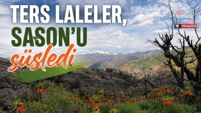 Ters laleler, Sason&rsquo;u s&uuml;sledi