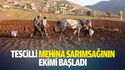 Tescilli mehina sarımsağının ekimi başladı