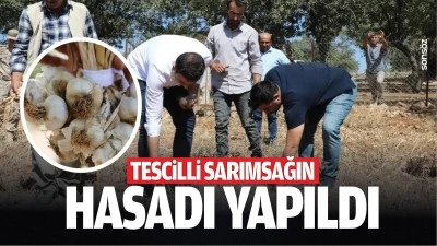 Tescilli sarımsağın hasadı yapıldı