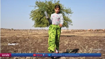 THY'den Şanlıurfa'ya 90 bin meyve fidanı
