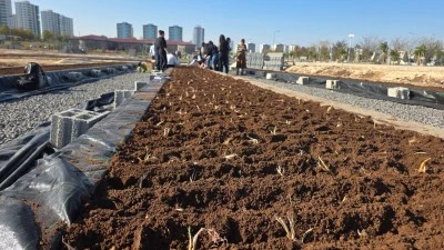 Tıbbi ve Aromatik Bitkiler At&ouml;lyesi&rsquo;nde safran ekimi