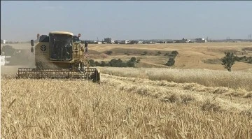 TMO hububat alımını 530 noktadan yapacak