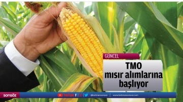 TMO mısır alımlarına başlıyor