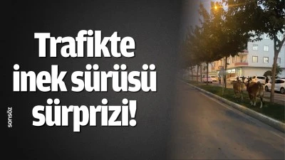 Trafikte inek s&uuml;r&uuml;s&uuml; s&uuml;rprizi!