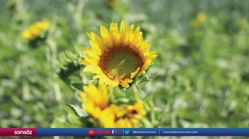 Trakya'da ay&ccedil;i&ccedil;eği &uuml;reticisi g&ouml;z&uuml;n&uuml; yağışa dikti