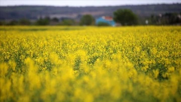 Trakya'da kanola çiçeklenme döneminde tarlaları sarıya boyadı