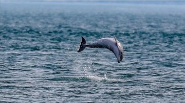 T&uuml;rkiye, Deniz Biyolojik &Ccedil;eşitliliği Anlaşmasını İmzaladı