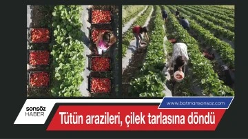 T&uuml;t&uuml;n arazileri, &ccedil;ilek tarlasına d&ouml;nd&uuml;