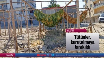 T&uuml;t&uuml;nler, kurutulmaya bırakıldı