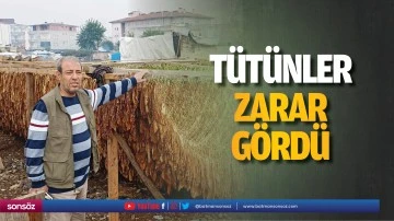 T&uuml;t&uuml;nler zarar g&ouml;rd&uuml;