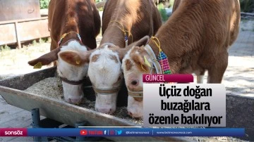 &Uuml;&ccedil;&uuml;z doğan buzağılara &ouml;zenle bakılıyor