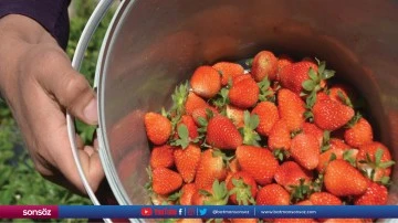 &Uuml;reticiler &ccedil;ilek hasadına başladı