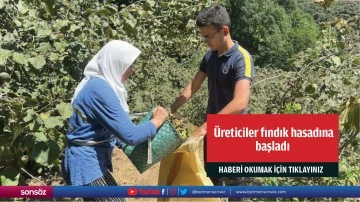 &Uuml;reticiler fındık hasadına başladı