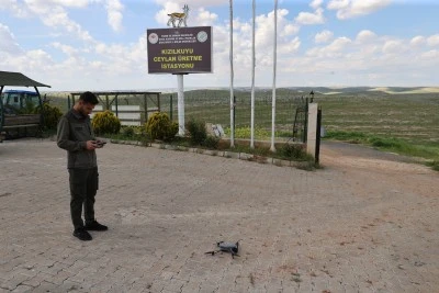Urfa ceylanlarının envanteri yapay zeka desteğiyle &ccedil;ıkarılıyor