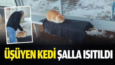 &Uuml;ş&uuml;yen kedi şalla ısıtıldı