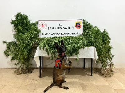Uyuşturucu operasyonunda 12 ş&uuml;pheli yakalandı