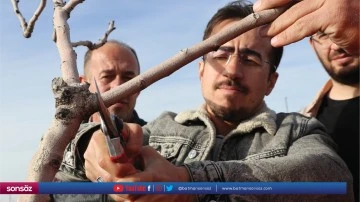 Uzman ekipler fıstık i&ccedil;in sahada