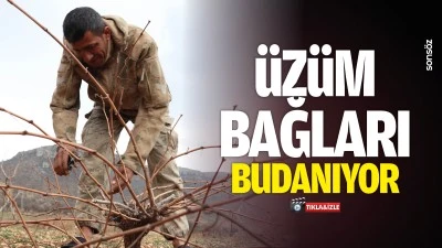 &Uuml;z&uuml;m bağları budanıyor