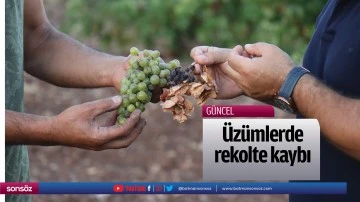 &Uuml;z&uuml;mlerde rekolte kaybı