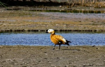 Van Gölü havzası birçok kuş türüne ev sahipliği yapıyor