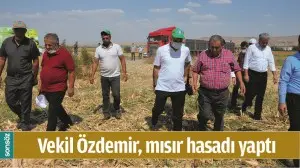 VEKİL &Ouml;ZDEMİR, MISIR HASADI YAPTI