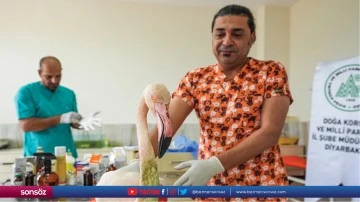 Veteriner hekimler Doğu'daki yaban hayvanları i&ccedil;in 7/24 mesaide