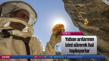 Yaban arılarının izini s&uuml;rerek bal topluyorlar