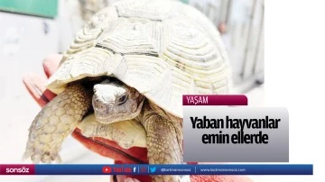 Yaban hayvanlar emin ellerde