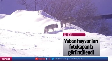 Yaban hayvanları fotokapanla g&ouml;r&uuml;nt&uuml;lendi