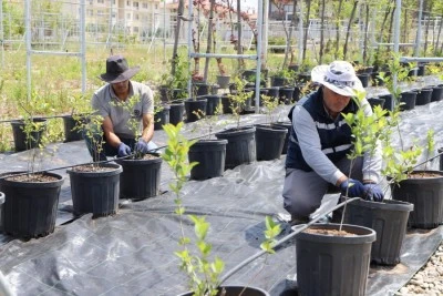 Yaban mersini ve aronya &uuml;retimi i&ccedil;in &ccedil;alışma başlatıldı