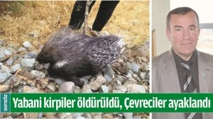 YABANİ KİRPİLER &Ouml;LD&Uuml;R&Uuml;LD&Uuml;, &Ccedil;EVRECİLER AYAKLANDI