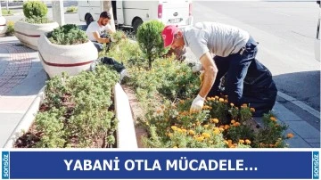 Yabani otla m&uuml;cadele&hellip;