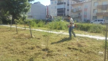 Yabani otlar bi&ccedil;ilecek