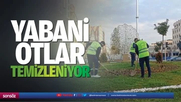 Yabani otlar temizleniyor