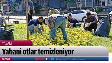 Yabani otlar temizleniyor