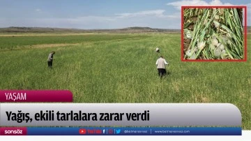 Yağış, ekili tarlalara zarar verdi