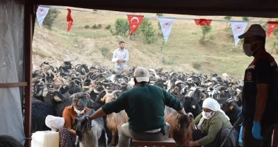 Yaklaşık 600 bin k&uuml;&ccedil;&uuml;kbaş hayvan sağlık kontrol&uuml;nden ge&ccedil;irildi
