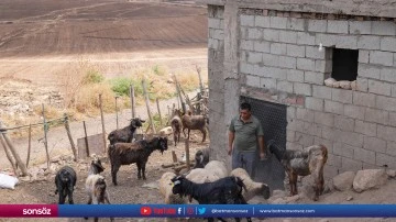 Yangın mağduru besicilere depremzedelerden hayvan desteği