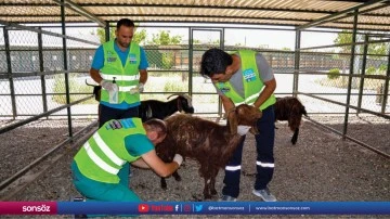 Yangından kurtarılan hayvanların tedavisi s&uuml;r&uuml;yor